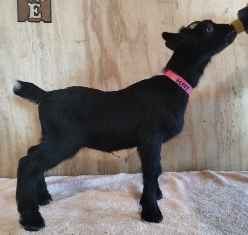 Dreamers' Farm TMU Nightengale - Nigerian Dwarf Goat Doe