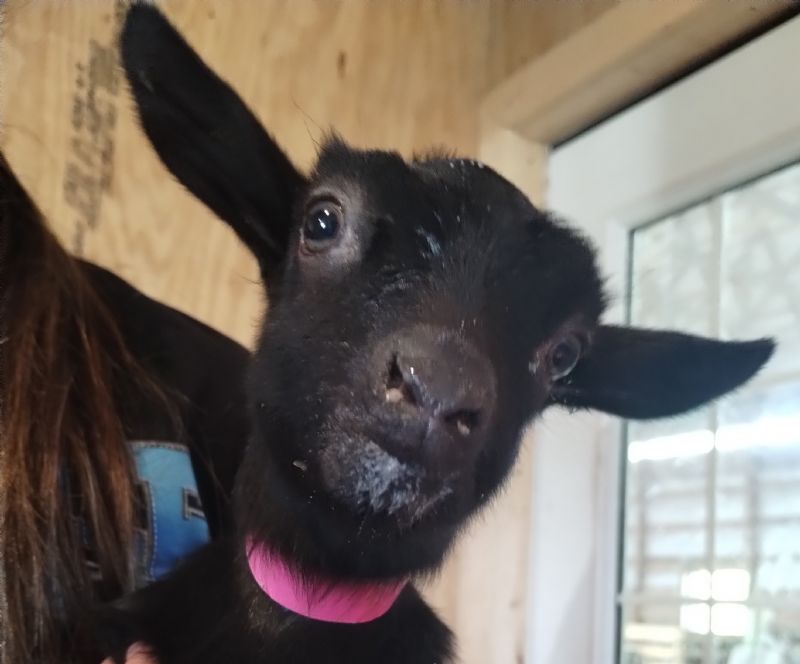 Dreamers' Farm TMU Nightengale - Nigerian Dwarf Goat Doe