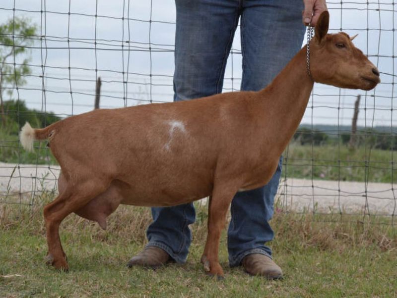 LD Ranch EZ Sweet Pea - Nigerian Dwarf Goat Doe