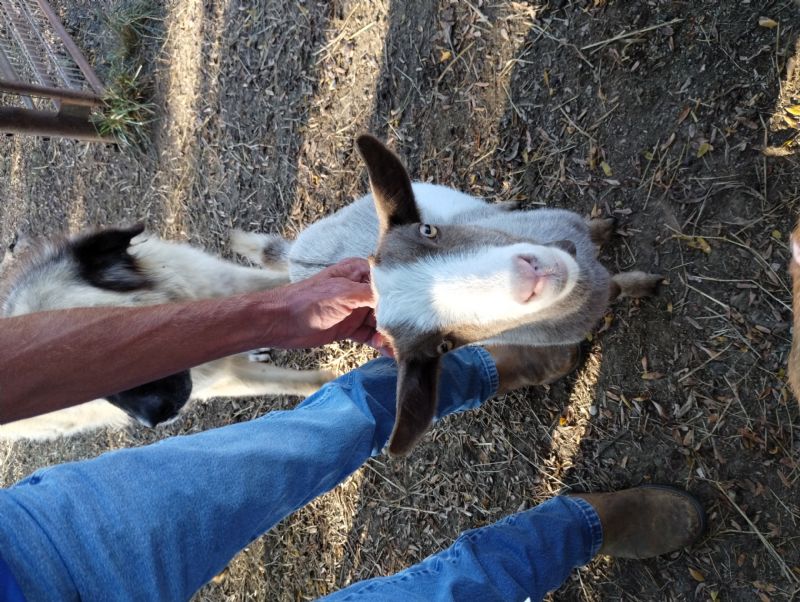 Dreamer's Farm Beau-Peep - Nigerian Dwarf Goat Doe