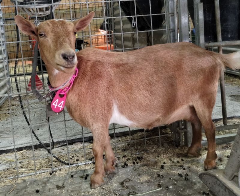 LD Ranch EZ Sweet Pea - Nigerian Dwarf Goat Doe