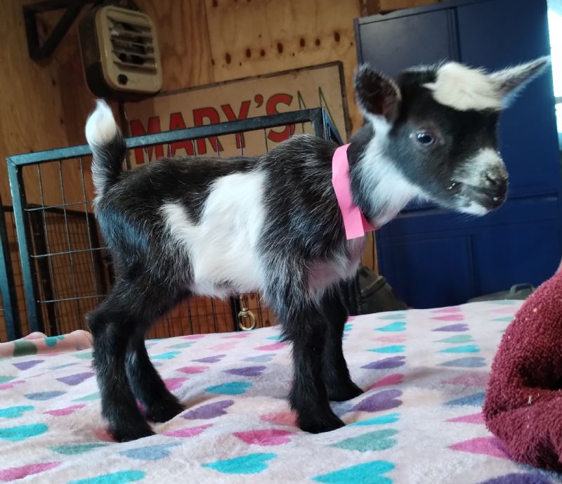 Wanda chocolate roan and white blue eyes doeling - Nigerian Dwarf Goat Doe