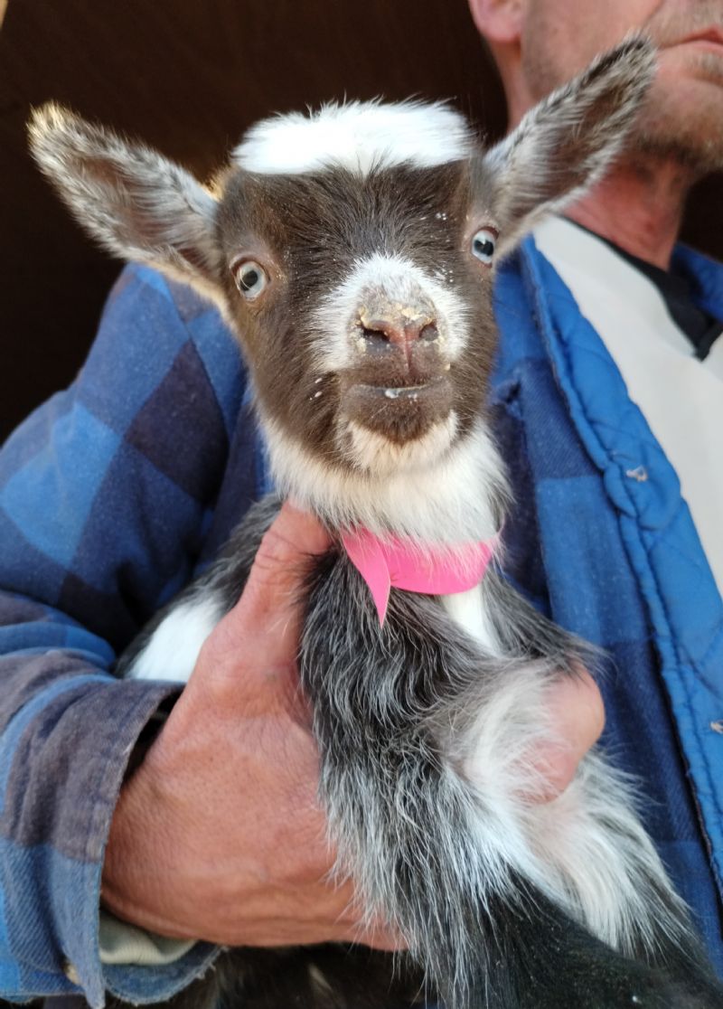 Wanda chocolate roan and white blue eyes doeling - Nigerian Dwarf Goat Doe