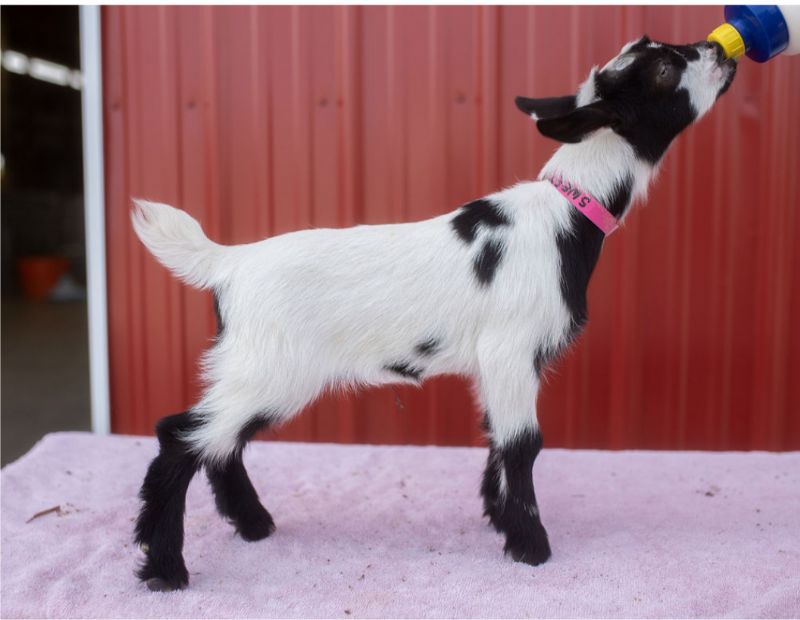 Dreamer's Farm 24K Pokerface - Nigerian Dwarf Goat Doe