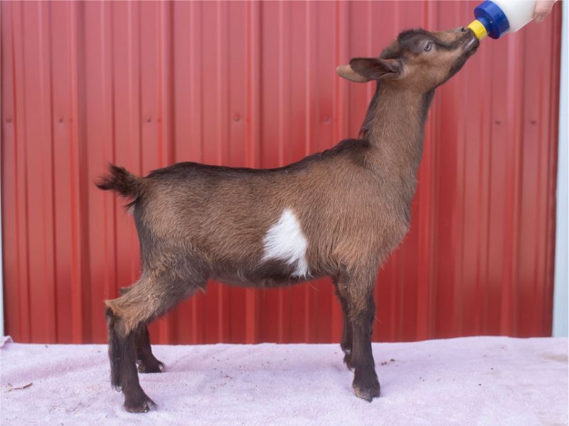 Price's Pastures KB Hyacinth - Nigerian Dwarf Goat Doe