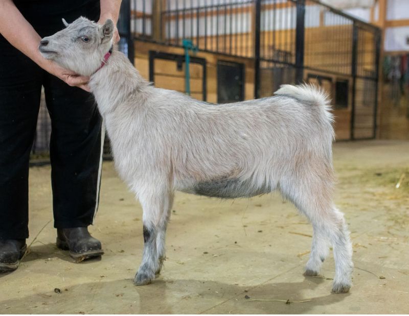 Dreamer's Farm Spellbound - Nigerian Dwarf Goat Doe