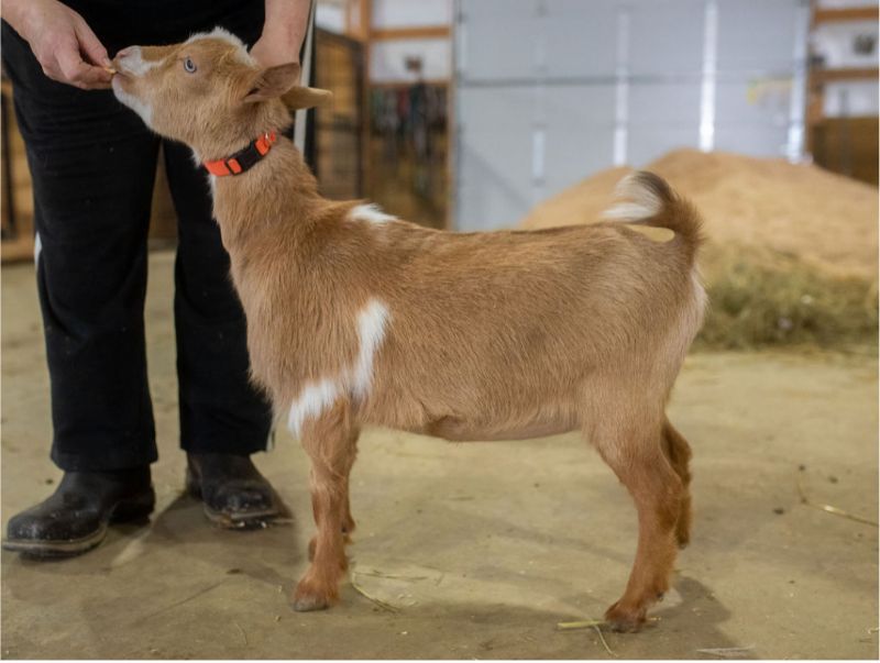 LD Ranch SQ Sunshine - Nigerian Dwarf Goat Doe