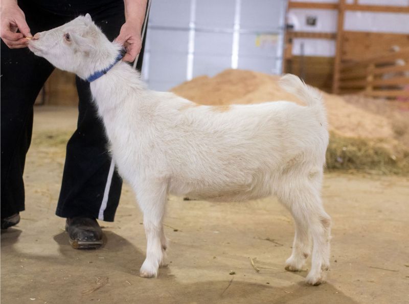 LD Ranch CON Moon and Stars - Nigerian Dwarf Goat Doe