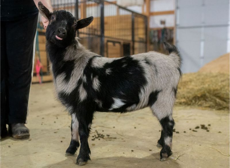 Dreamer's Farm G Samantha - Nigerian Dwarf Goat Doe