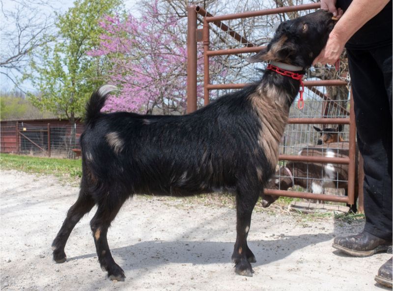 Dreamer's Farm Zuliette - Nigerian Dwarf Goat Doe
