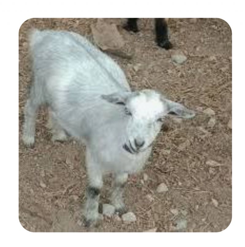 Dreamer's Farm Bonnie - Nigerian Dwarf Goat Doe