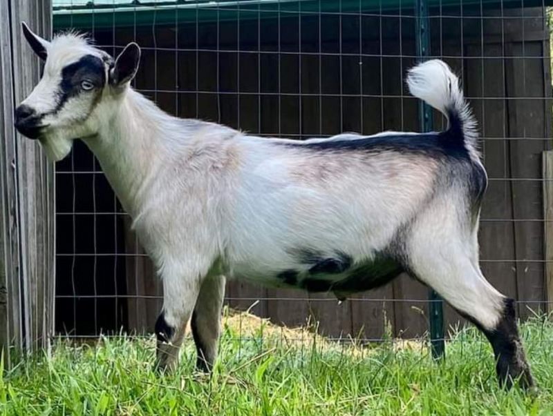 Rosebay Ridge Pheasant - Nigerian Dwarf Goat Buck