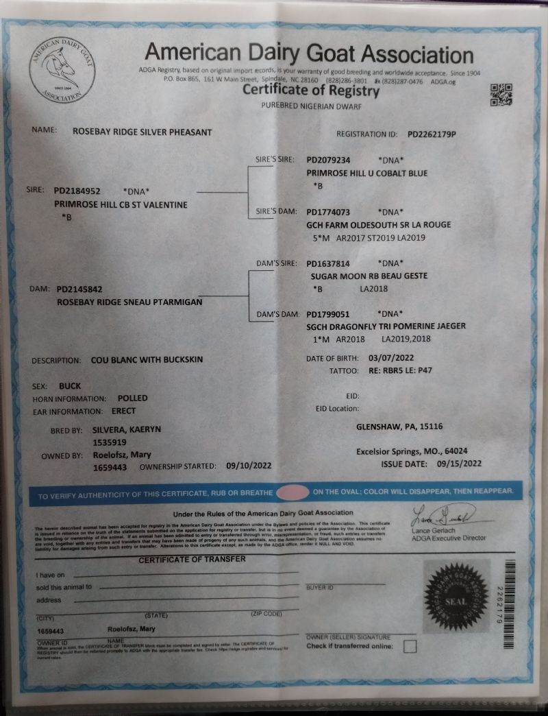 Rosebay Ridge Pheasant - Nigerian Dwarf Goat Buck