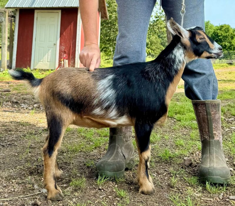 Jackson Royal Madelyn - Nigerian Dwarf Goat Doe