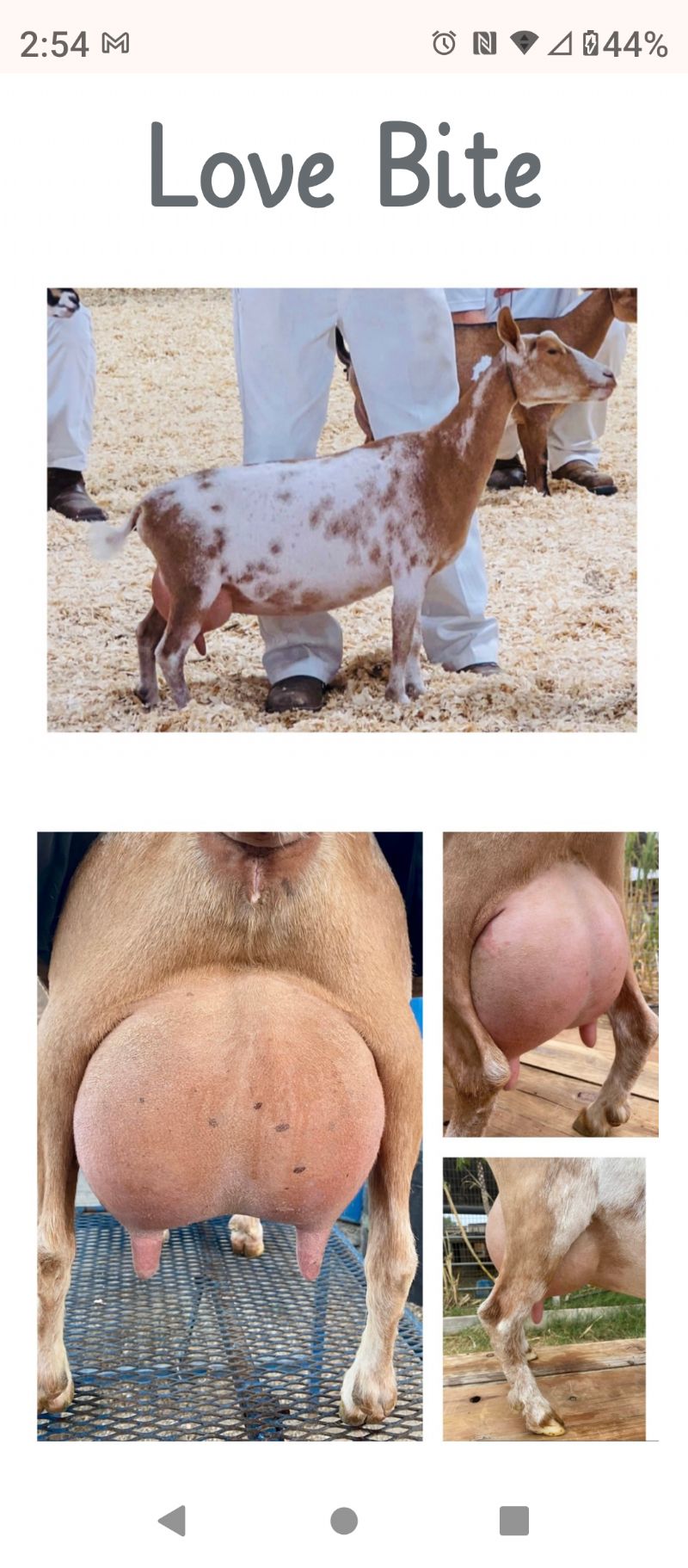 Dams udder photo credit to Amore Farms