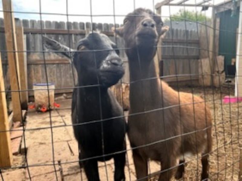 friendly yearling doe and wether pair - Nigerian Dwarf Goat Doe