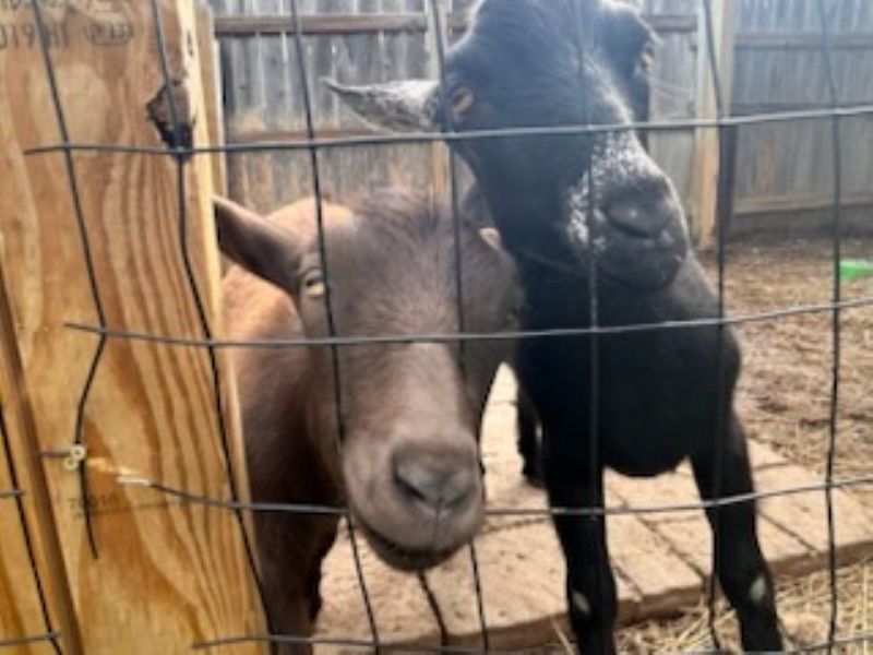 friendly yearling doe and wether pair - Nigerian Dwarf Goat Doe