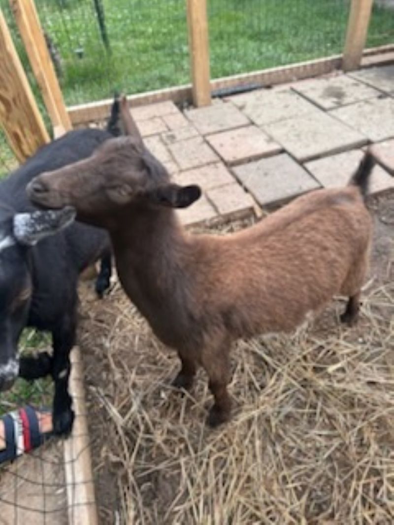 friendly yearling doe and wether pair - Nigerian Dwarf Goat Doe