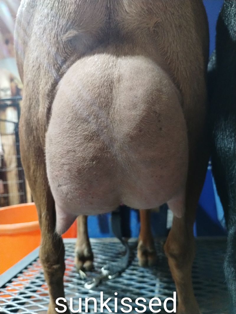 Zymriees Oh So Sunkissed - Nigerian Dwarf Goat Doe