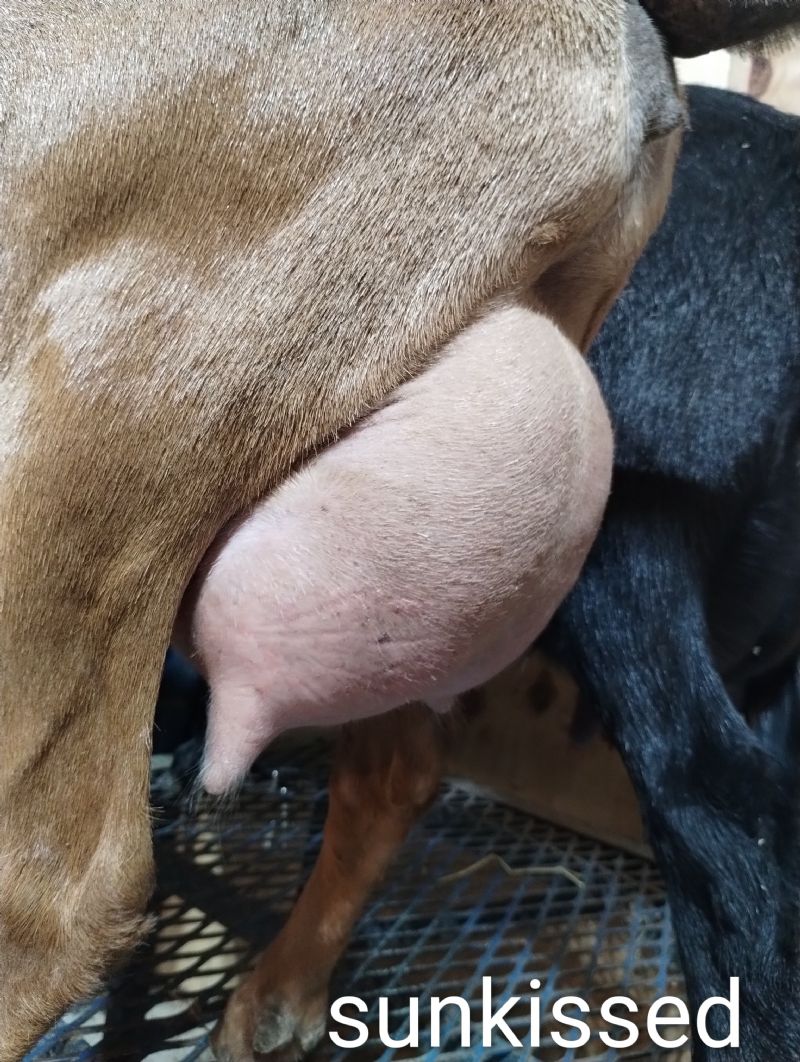 Zymriees Oh So Sunkissed - Nigerian Dwarf Goat Doe