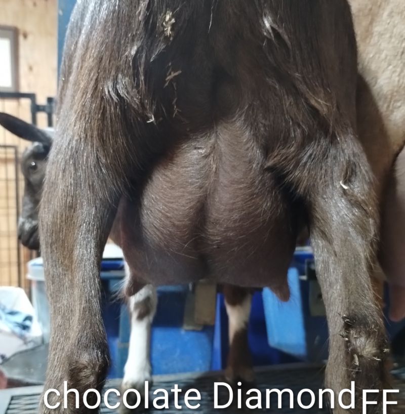 LD Ranch TEN Chocolate Diamond - Nigerian Dwarf Goat Doe