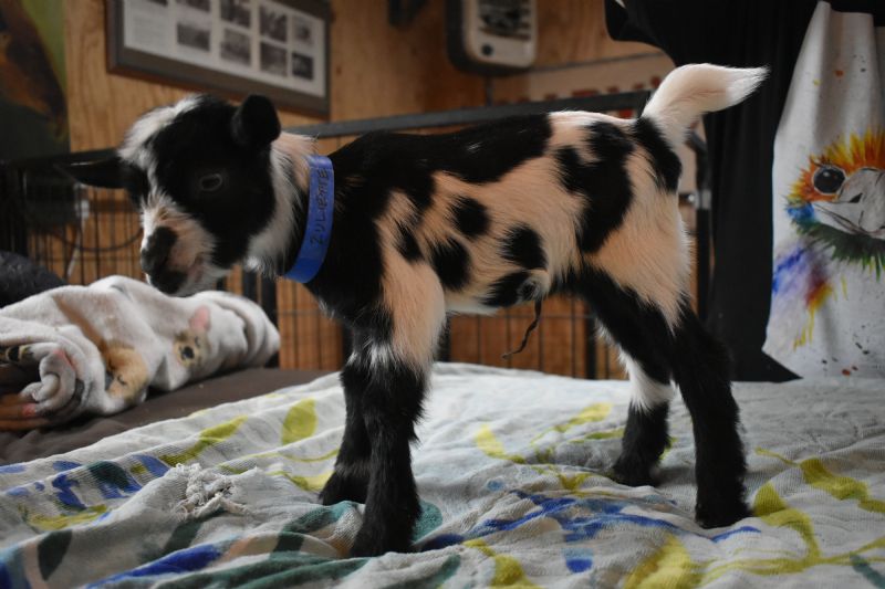 buckling Magic and Zuliette blue eyes and moonspots in the black areas - Nigerian Dwarf Goat Buck