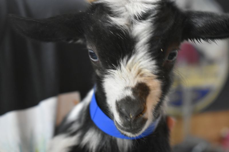 buckling Magic and Zuliette blue eyes and moonspots in the black areas - Nigerian Dwarf Goat Buck