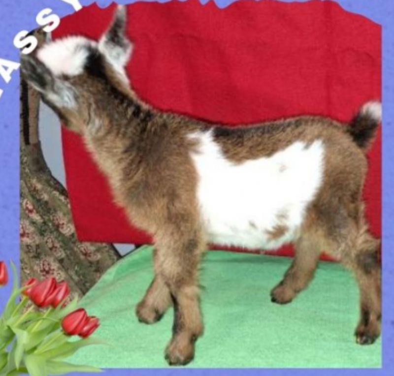 Applejo Farms Maeve - Nigerian Dwarf Goat Doe