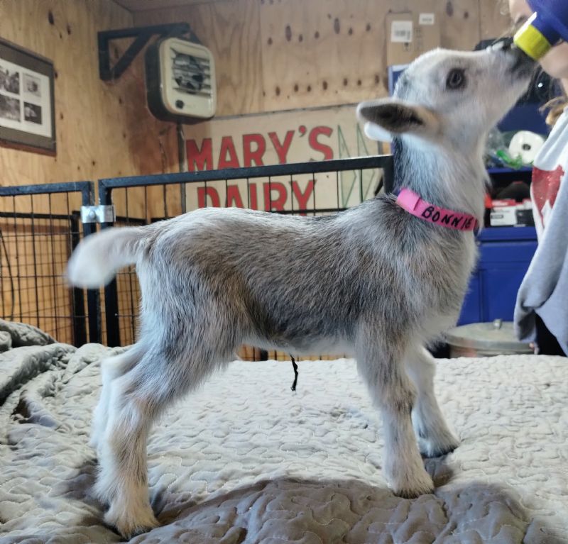 Dreamer's Farm P Silver Belle - Nigerian Dwarf Goat Doe