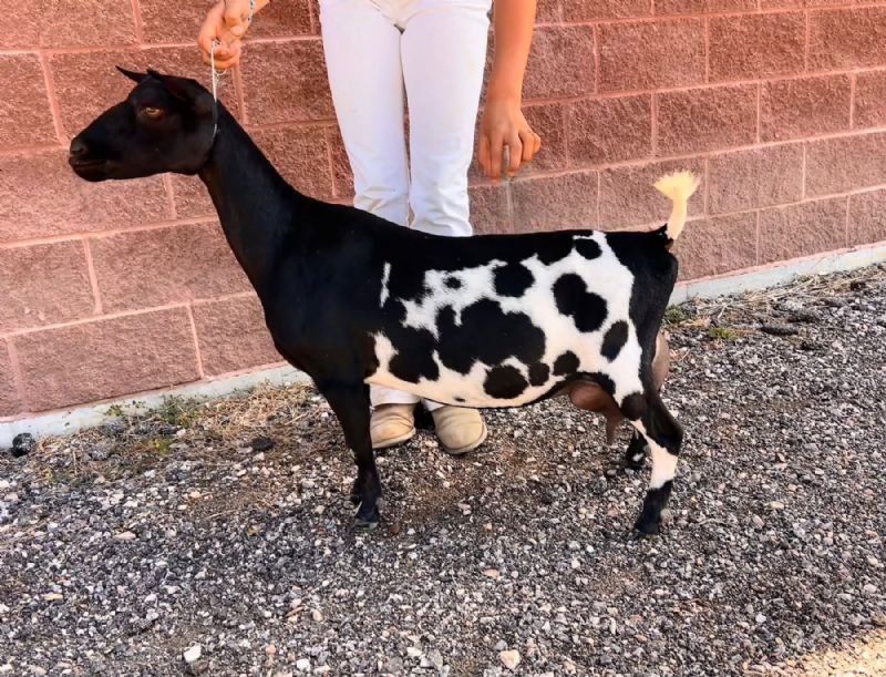 Flower Lion Farm HD Spider Web - Nigerian Dwarf Goat Doe