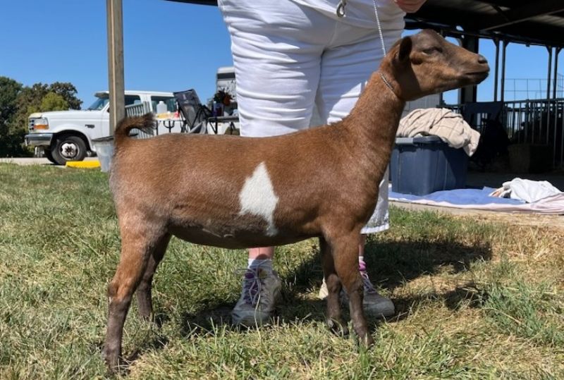 Price's Pastures KB Hyacinth - Nigerian Dwarf Goat Doe