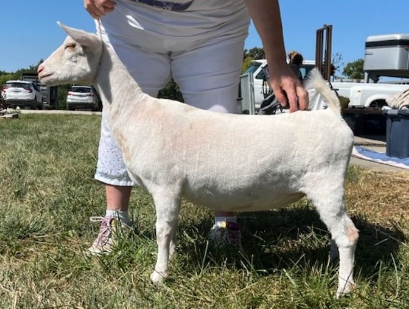 LD Ranch CON Moon and Stars - Nigerian Dwarf Goat Doe