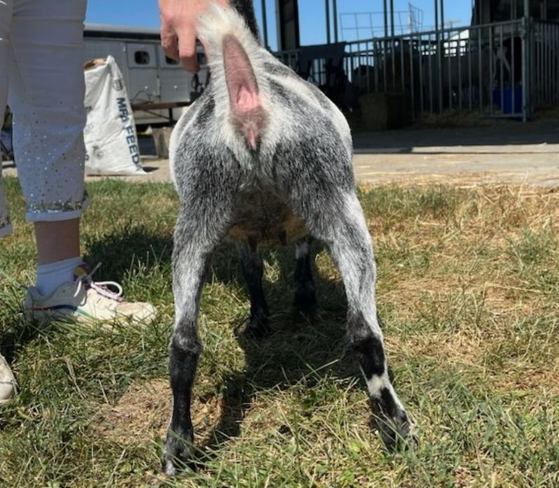 Dreamer's Farm P Blueberry - Nigerian Dwarf Goat Doe