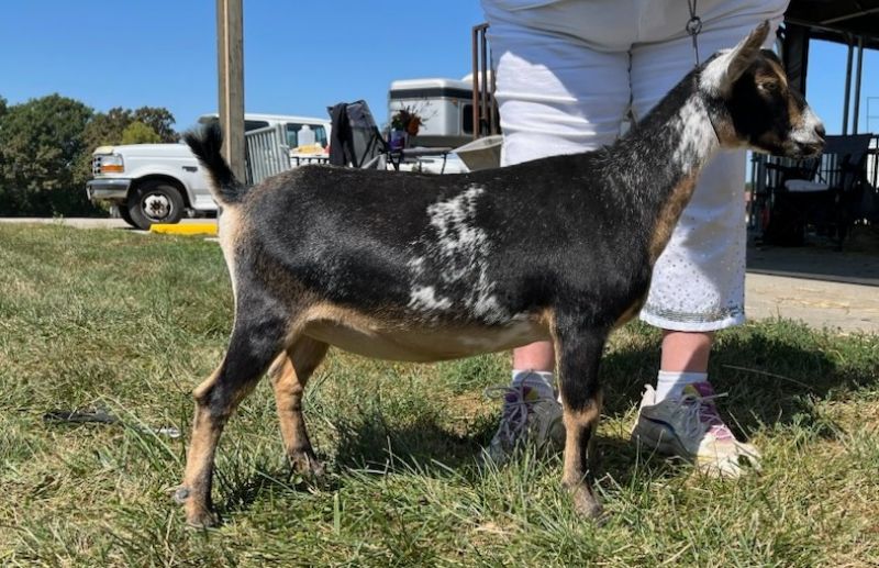 Jackson Royal Madelyn - Nigerian Dwarf Goat Doe