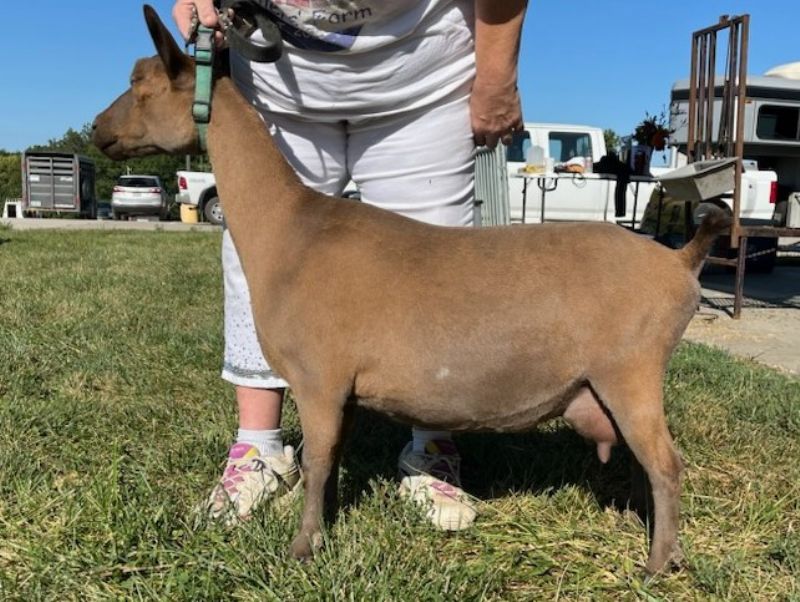 Lil Miss B Haven Cast A Charm - Nigerian Dwarf Goat Doe