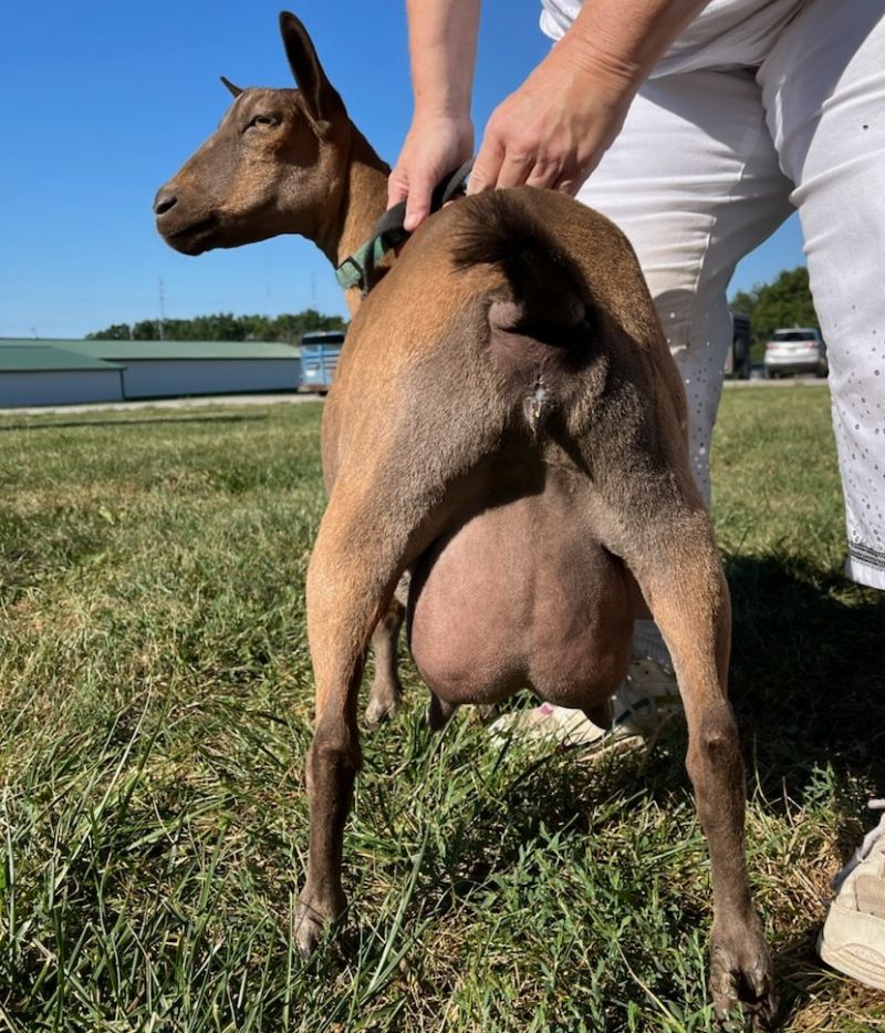 Lil Miss B Haven Cast A Charm - Nigerian Dwarf Goat Doe