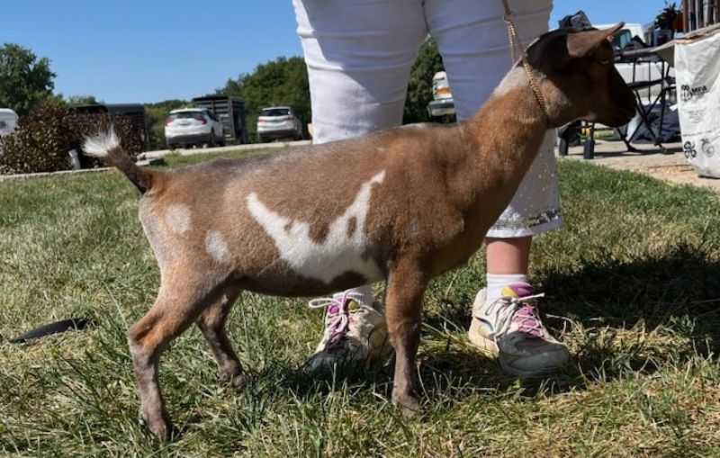 Zymriees Calla Lily - Nigerian Dwarf Goat Doe