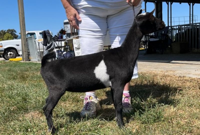 Ilenesrascals Vogue - Nigerian Dwarf Goat Doe