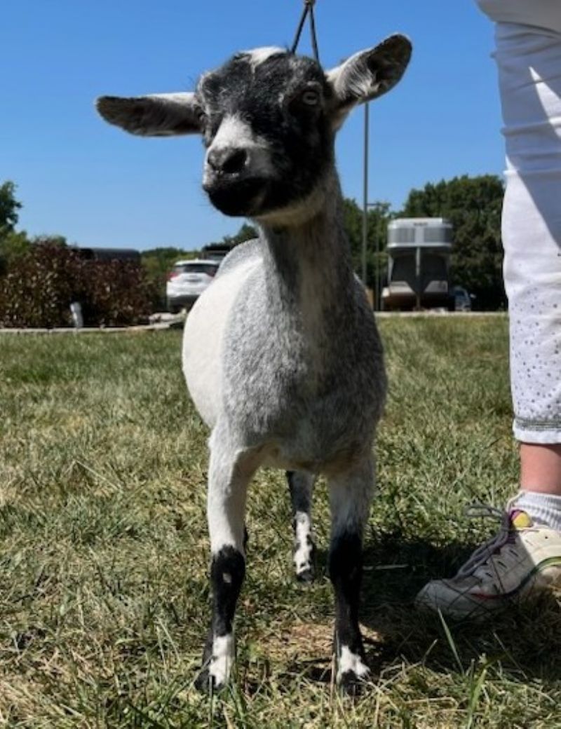 Dreamer's Farm P Blueberry - Nigerian Dwarf Goat Doe