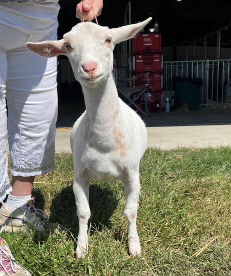 LD Ranch CON Moon and Stars - Nigerian Dwarf Goat Doe