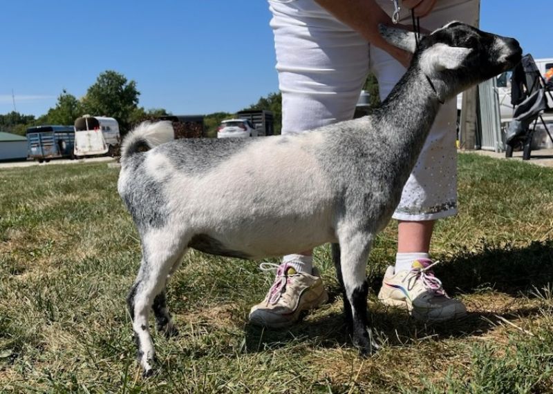 Dreamer's Farm P Blueberry - Nigerian Dwarf Goat Doe