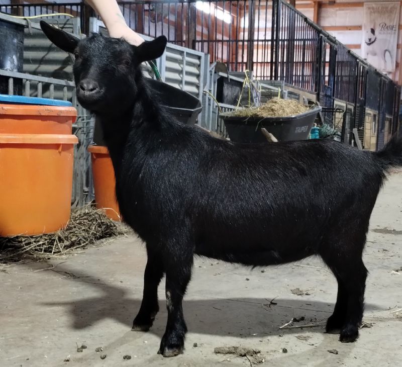 Wolfivan Free Spirit - Nigerian Dwarf Goat Doe