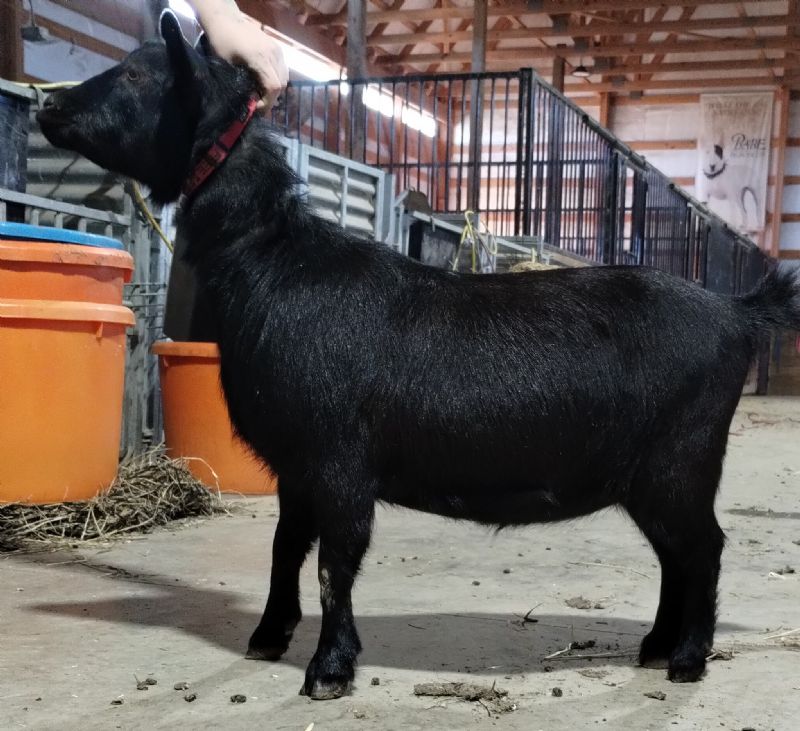 Wolfivan Free Spirit - Nigerian Dwarf Goat Doe