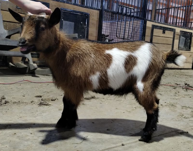 Zymriees Siren - Nigerian Dwarf Goat Doe