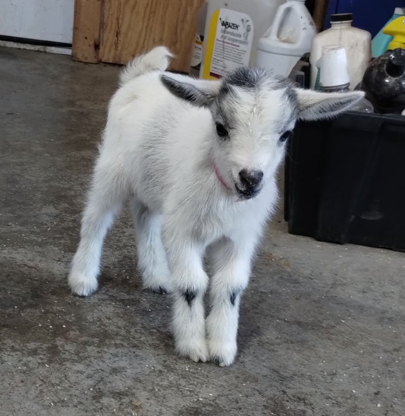silver blue eyed doeling - Nigerian Dwarf Goat Doe