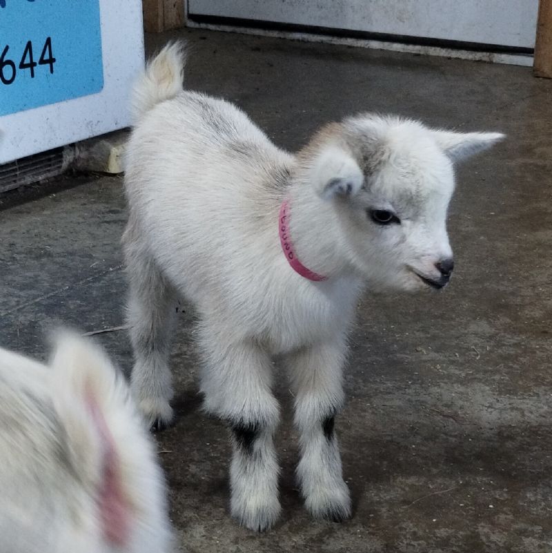 silver blue eyes doeling #2 - Nigerian Dwarf Goat Doe