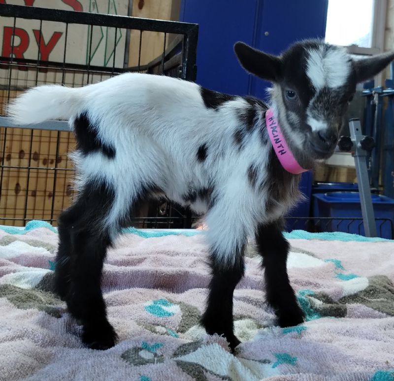 Hyacinth doeling #2 - Nigerian Dwarf Goat Doe