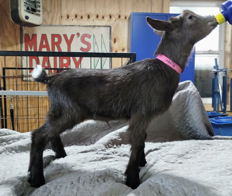 Mouse chocolate doe kid - Nigerian Dwarf Goat Doe