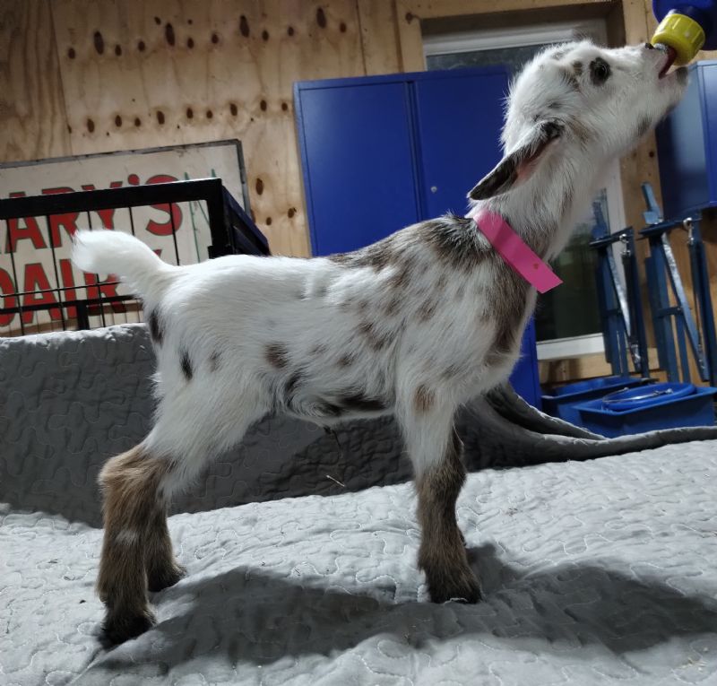 Hazel doe kid - Nigerian Dwarf Goat Doe