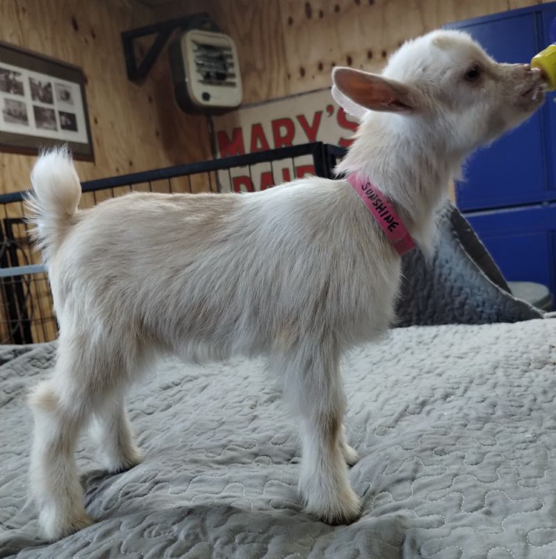Dreamer's Farm P Rainbow - Nigerian Dwarf Goat Doe